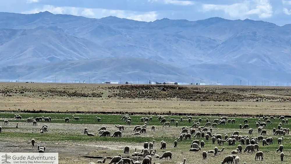 Herd of llamas near Pucará