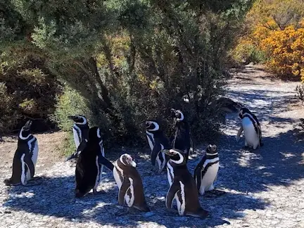 Penguin colony near the coast at Punta Tombo.