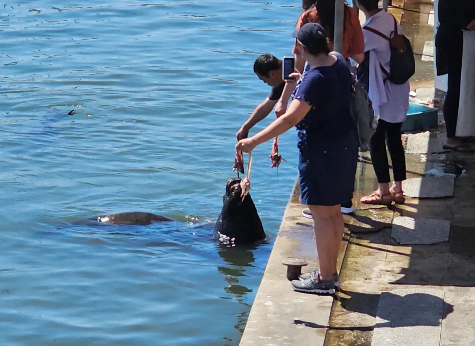 Feeding the seals at the fish cleaning station.
