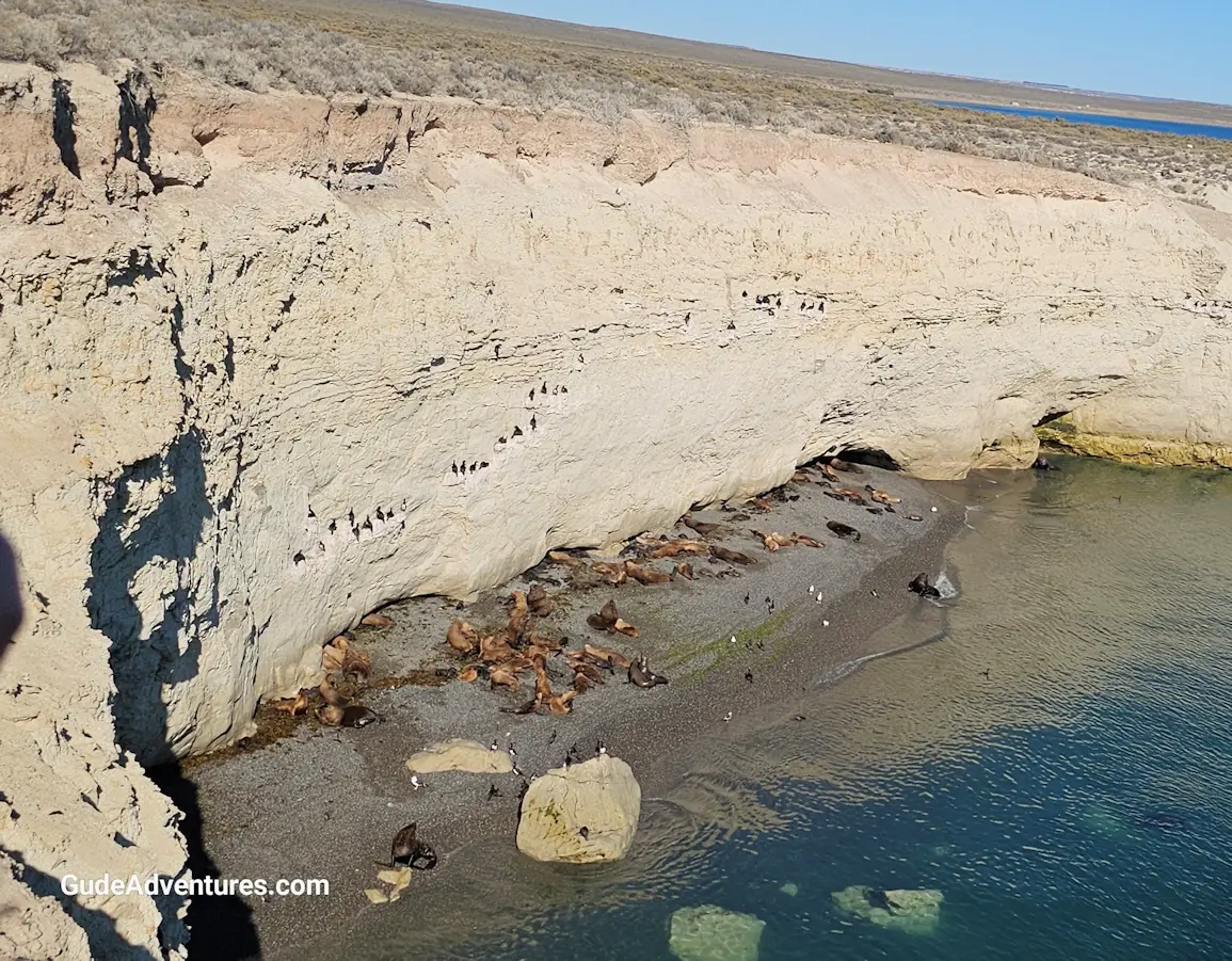 Colony of fur seals from the viewpoint