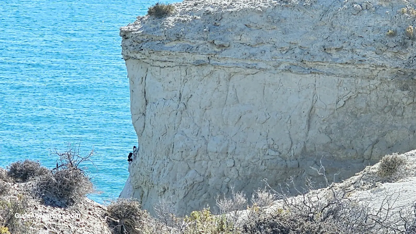 Sea birds on the side of the cliff.