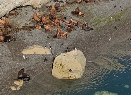Seal colony at Punta Loma.