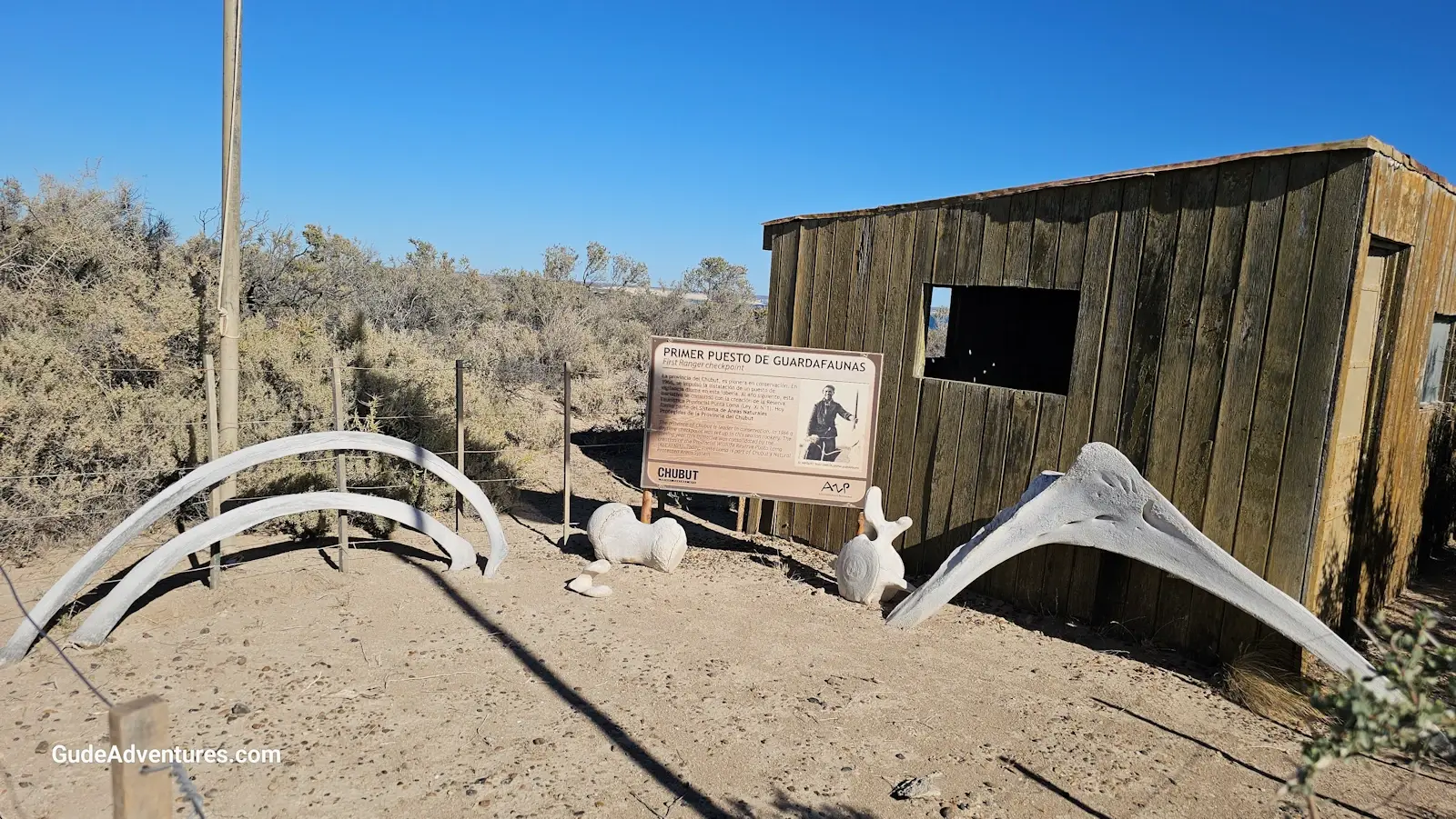 Whale bone exhibit