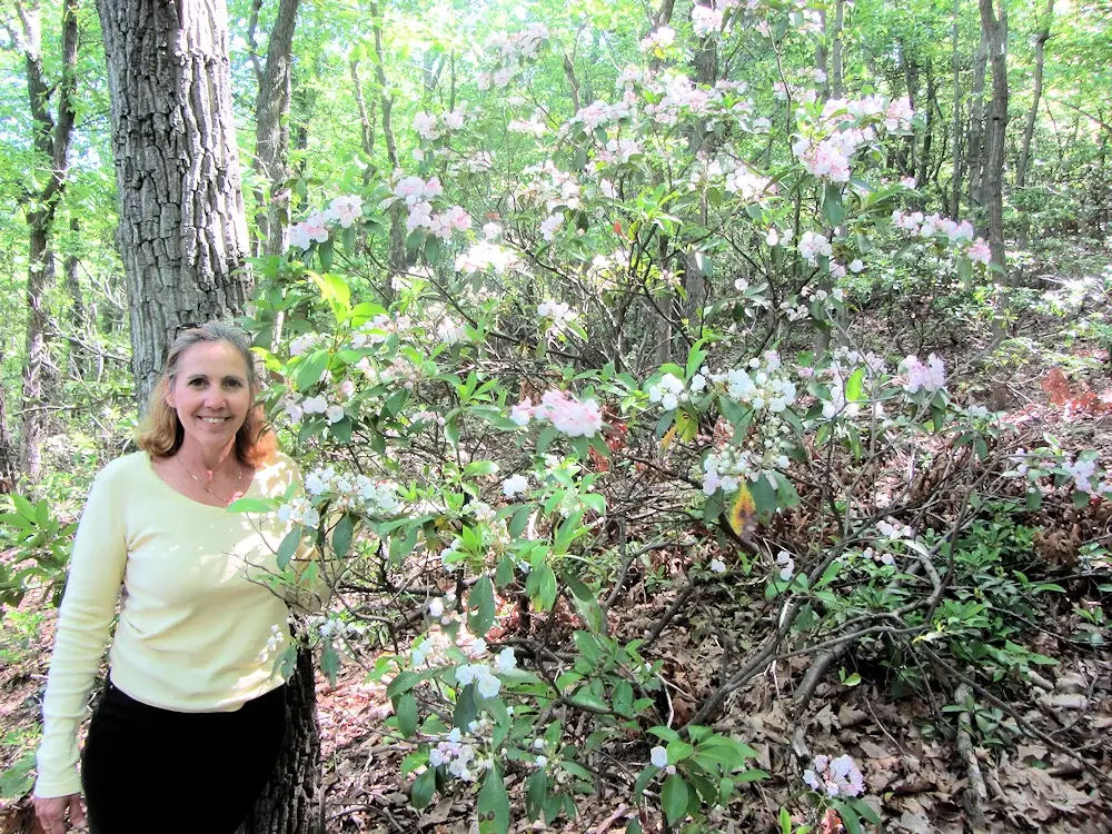 Rhododendrons along the trail