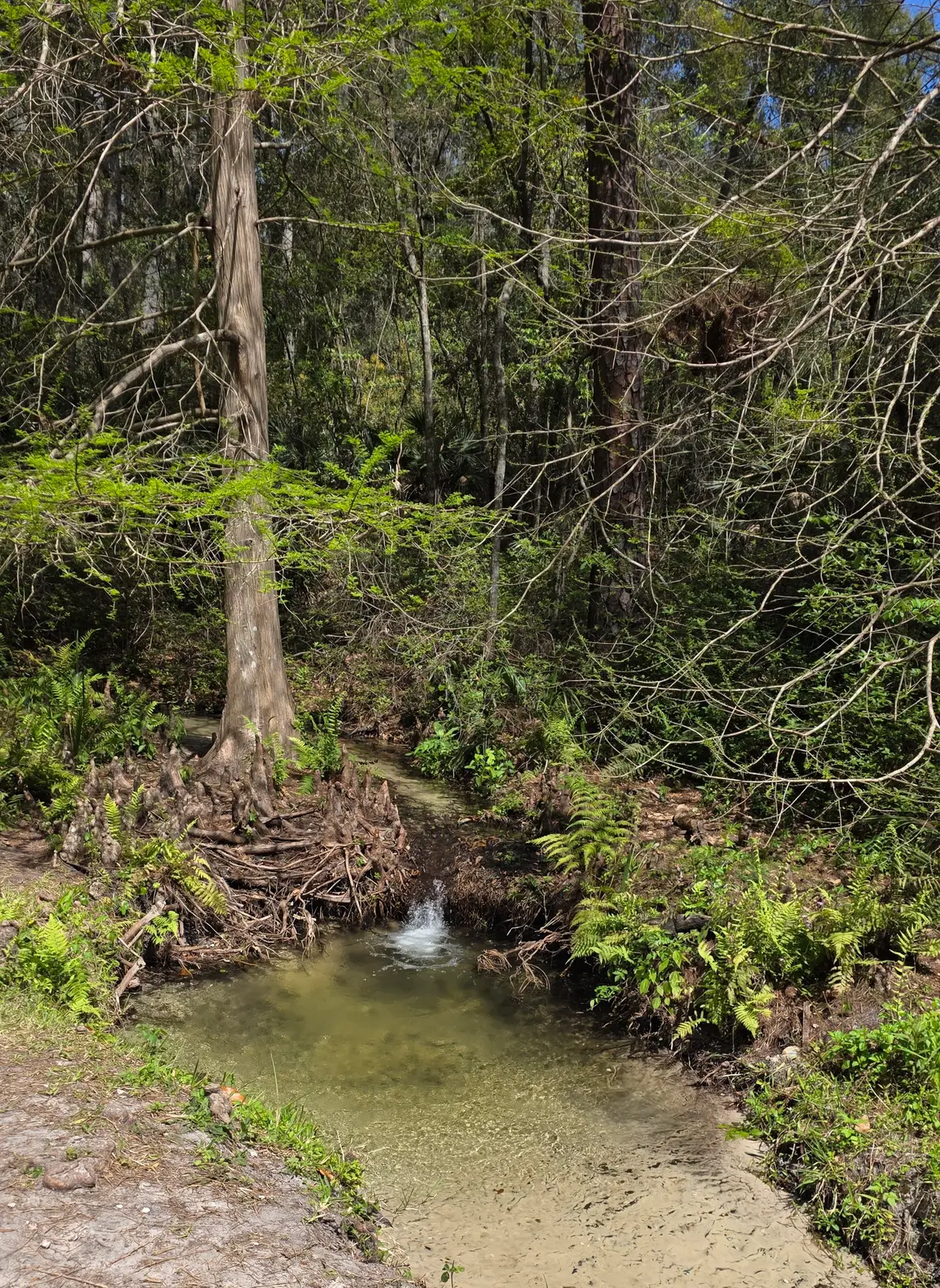 Stream at the bottom of the ravine at Ravine Gardens State Park