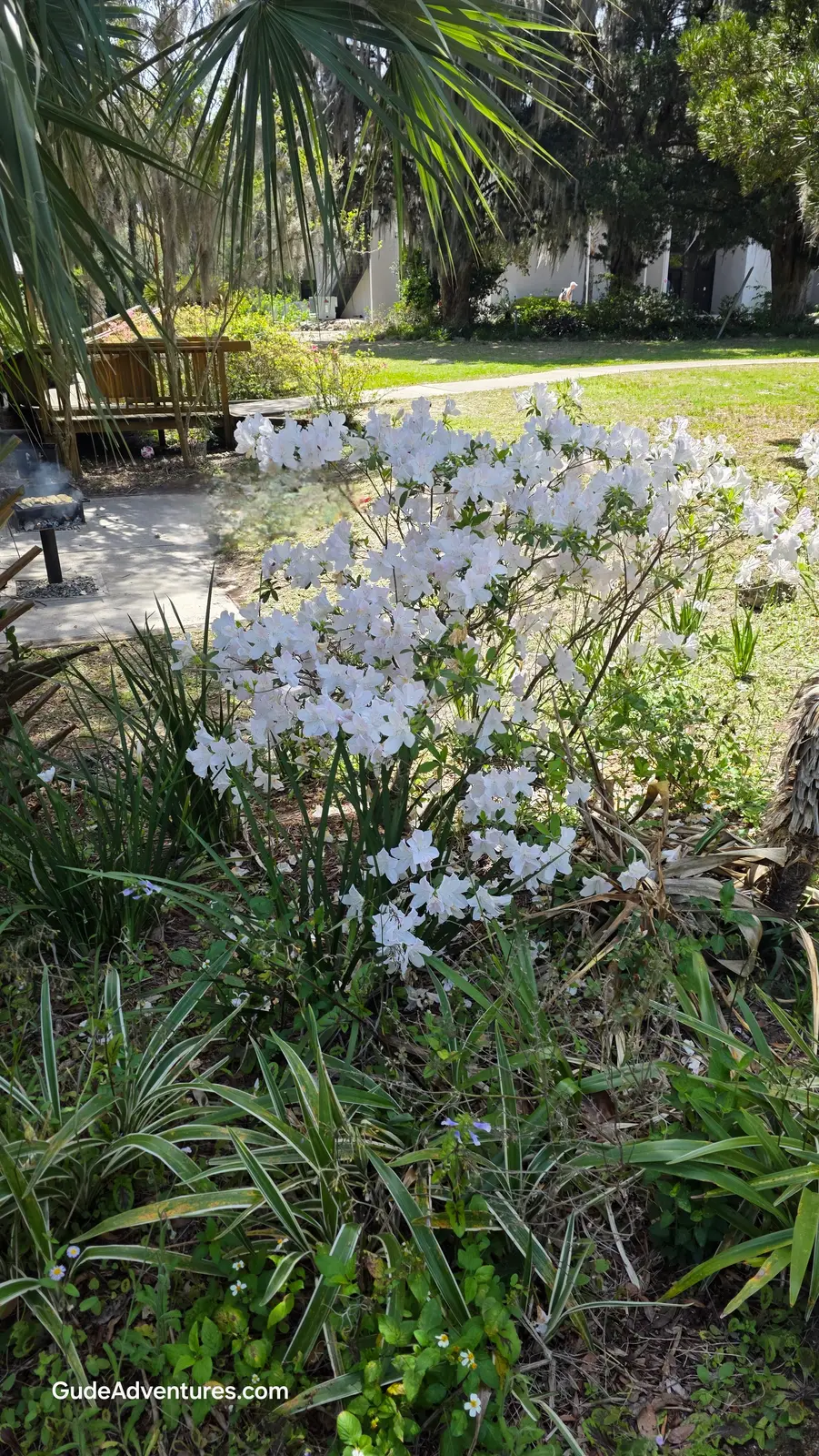 Azaleas in bloom at Ravine Gardens State Park
