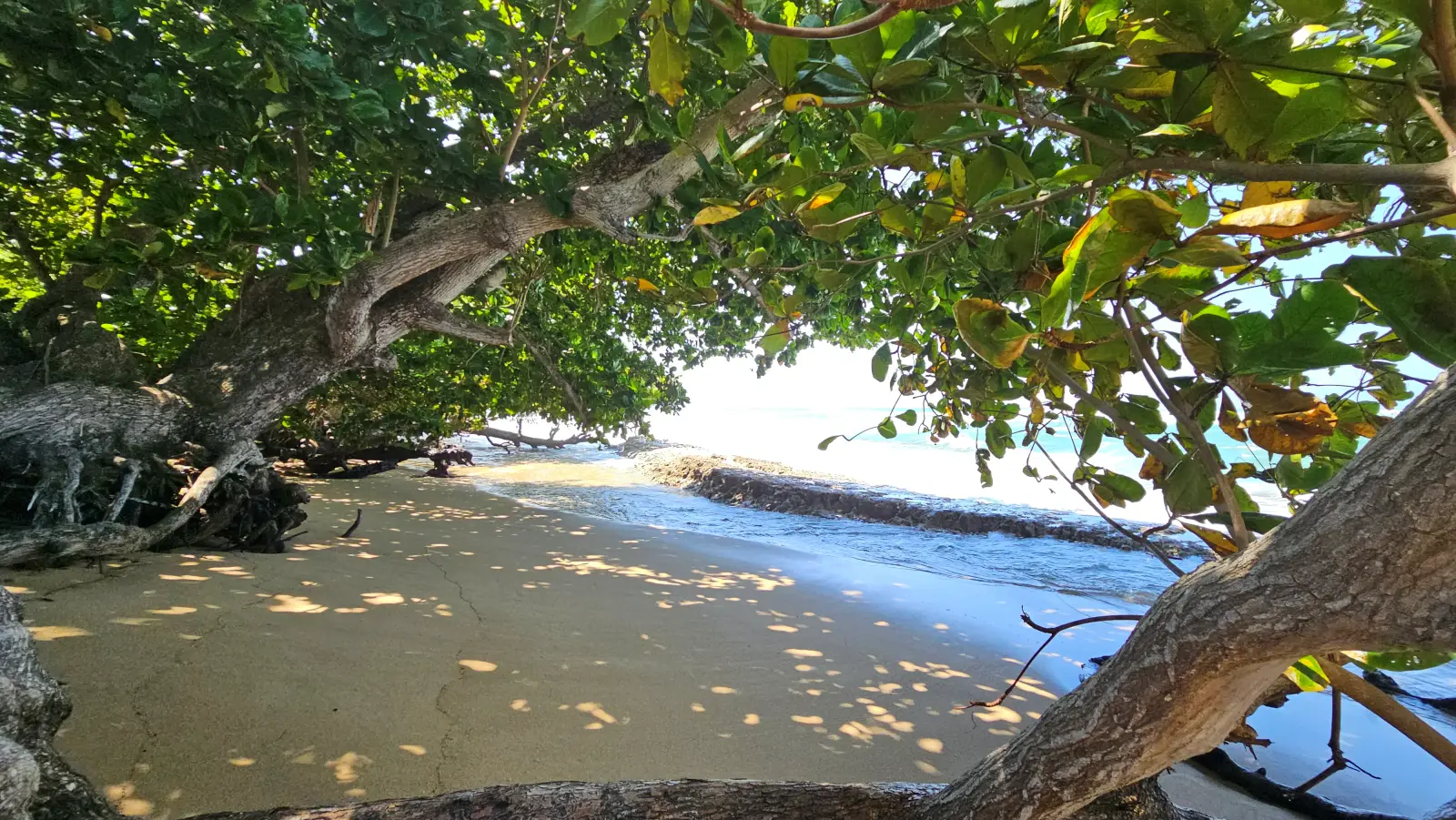 The trees overhanging Steps Beach