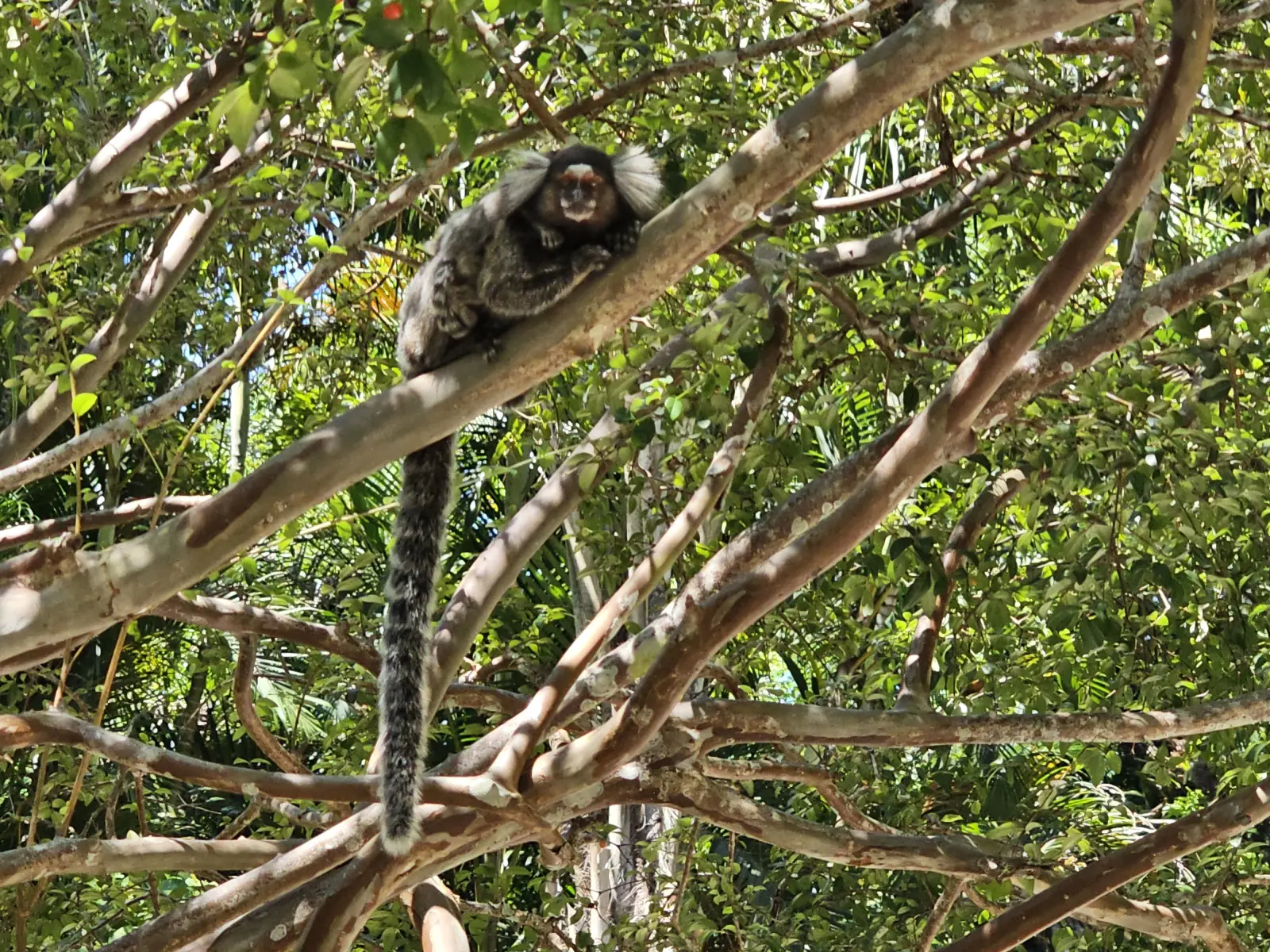 Monkey at Sugarloaf