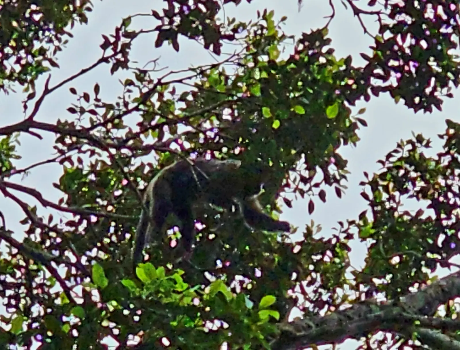 Monkey at Christ the Redeemer