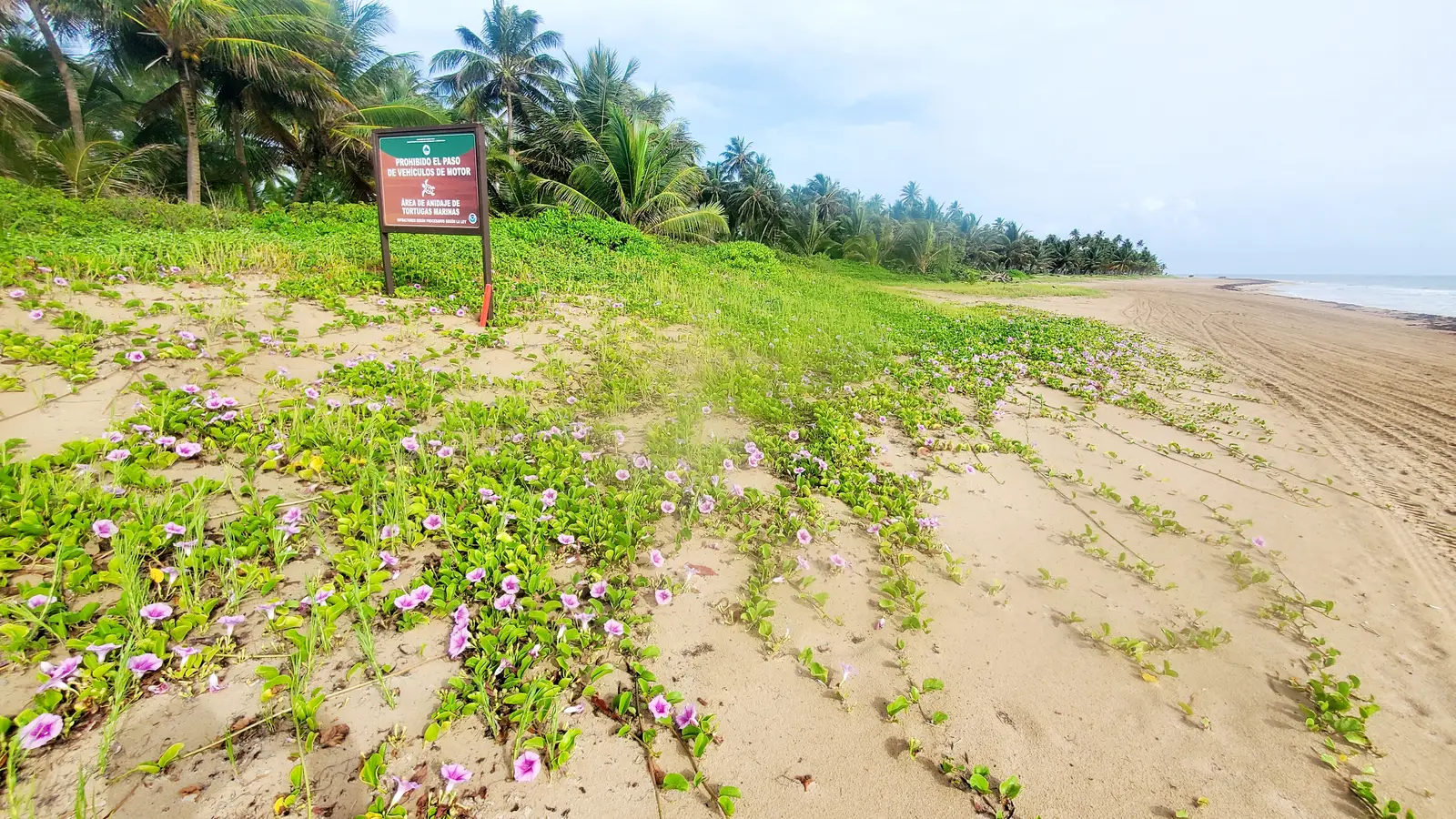 Turtle nesting area at Bahia Beach