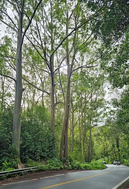 Rainbow Eucalyptus trees