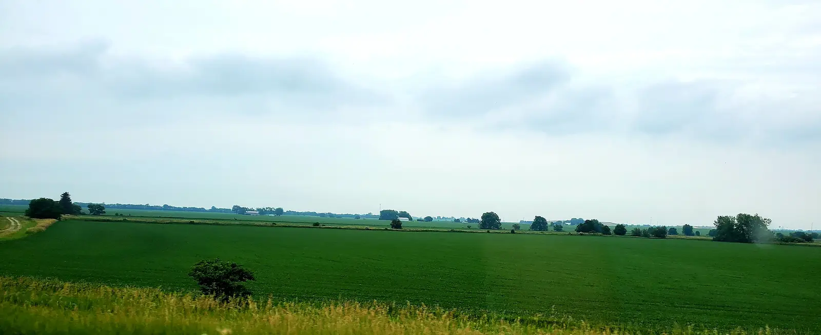 Wheat fields near Rockford