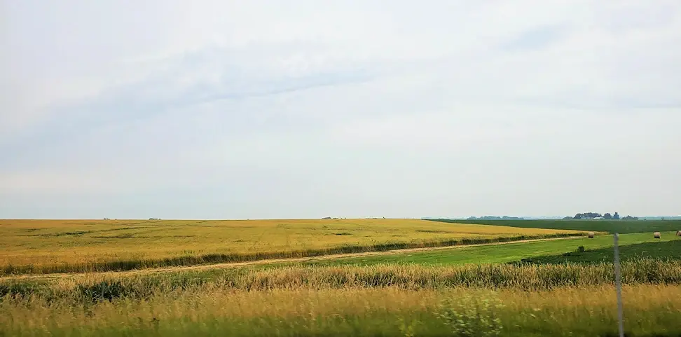 Wheat fields near Rockford