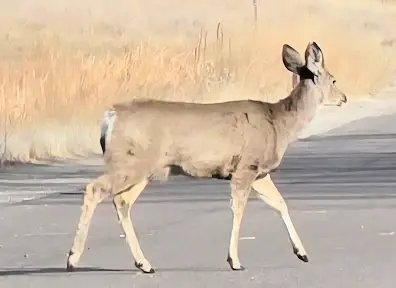 Deer crossing the 11 mile road thru the Rocky Mountain Arsenal National Wildlife Refuge