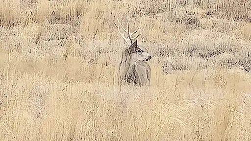 Large buck deer in the Rocky Mountain Arsenal National Wildlife Refuge