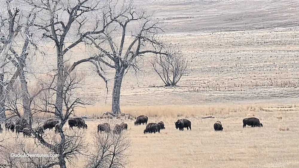 Herd of Bison on the Rocky Mountain Arsenal National Wildlife Refuge