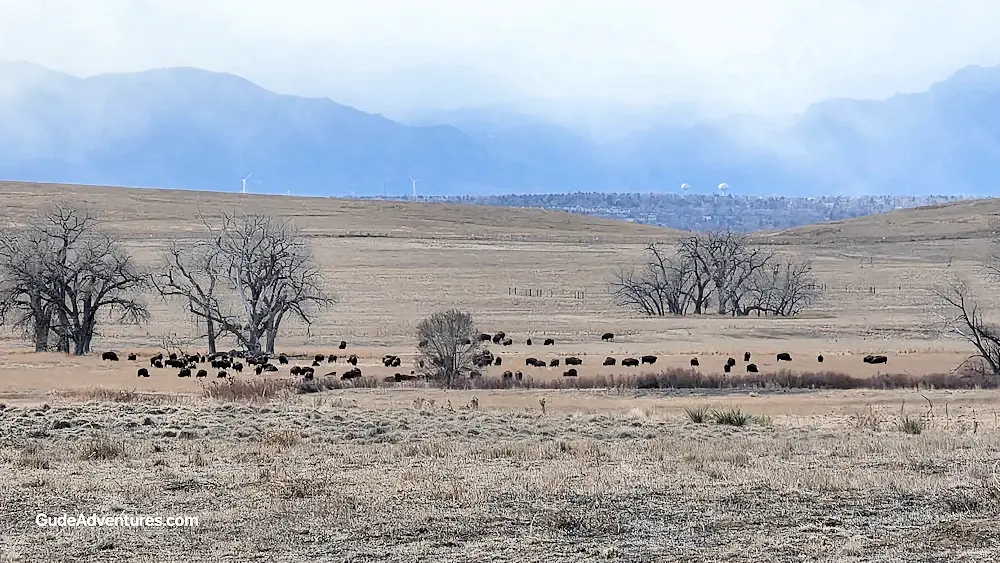 Herd of bison with the Rocky Mountains in the background