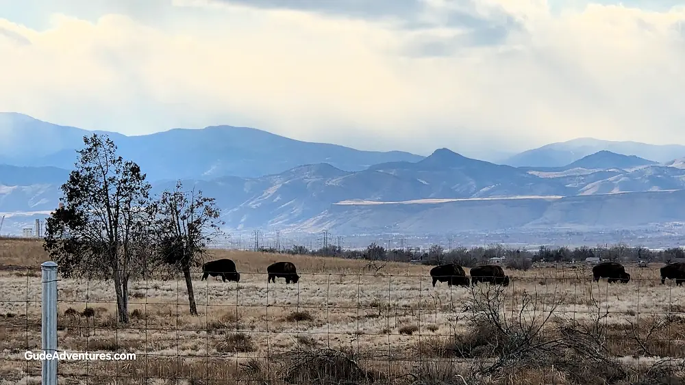 Herd of bison with the Rocky Mountains in the background