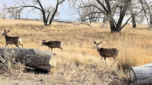 Herd of deer in the Rocky Mountain Arsenal National Wildlife Refuge