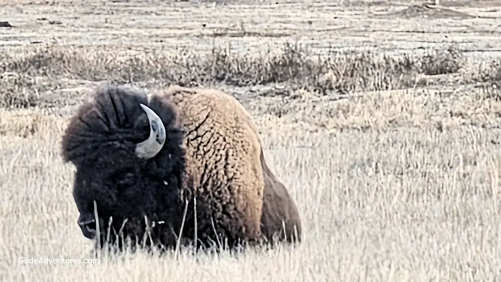 Close up of one of the bison