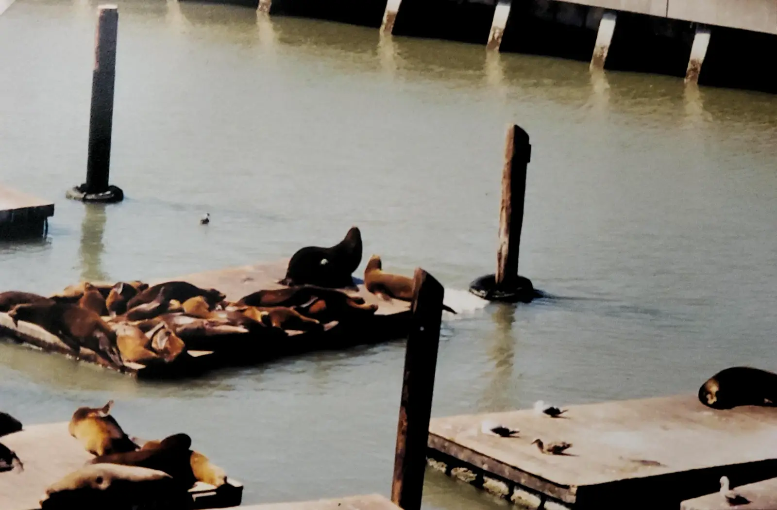 Sea lions at Pier 39