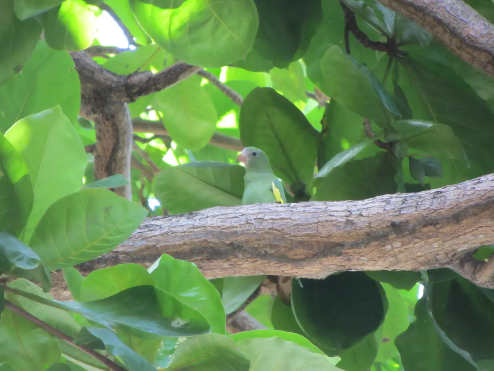 Puerto Rican Parrot