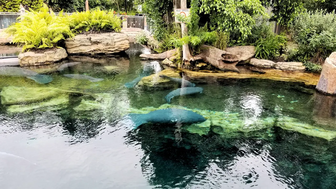 Florida Manatees at SeaWorld