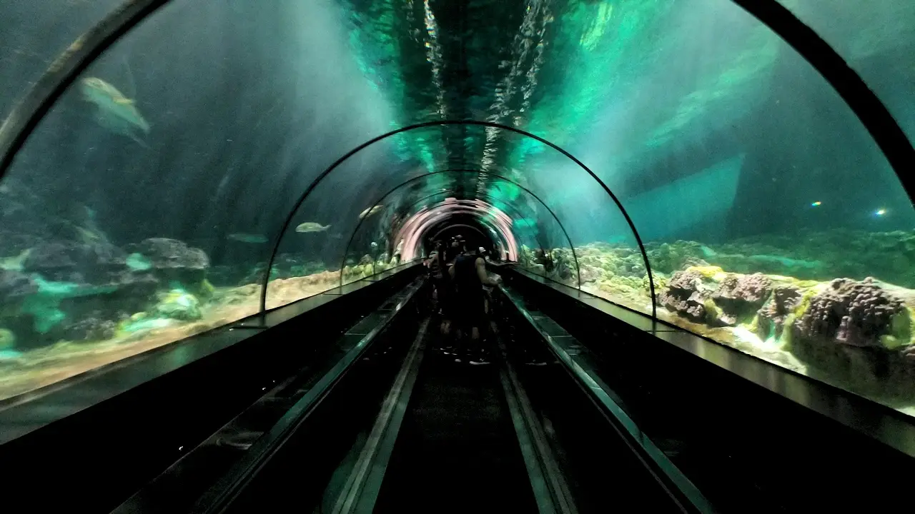 SeaWorld's Shark Encounter