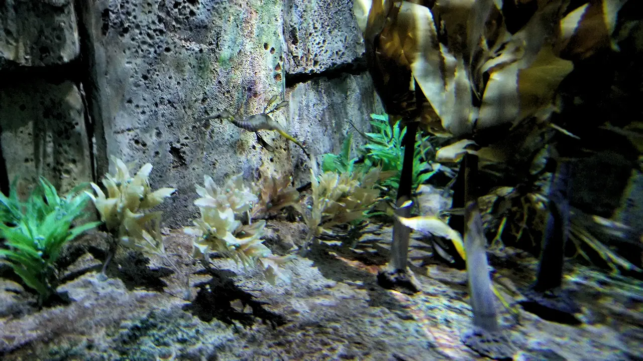 SeaWorld aquarium