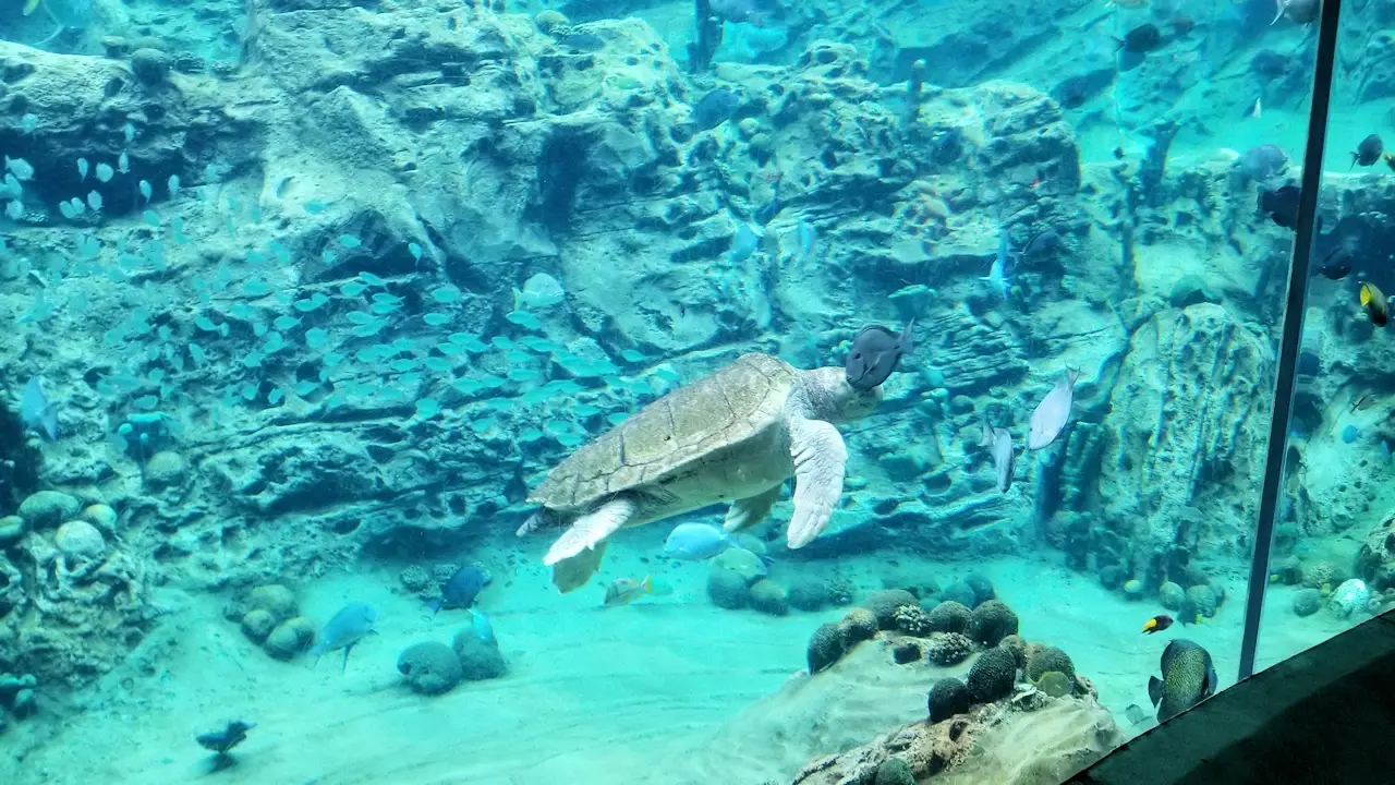 Sea turtle at SeaWorld