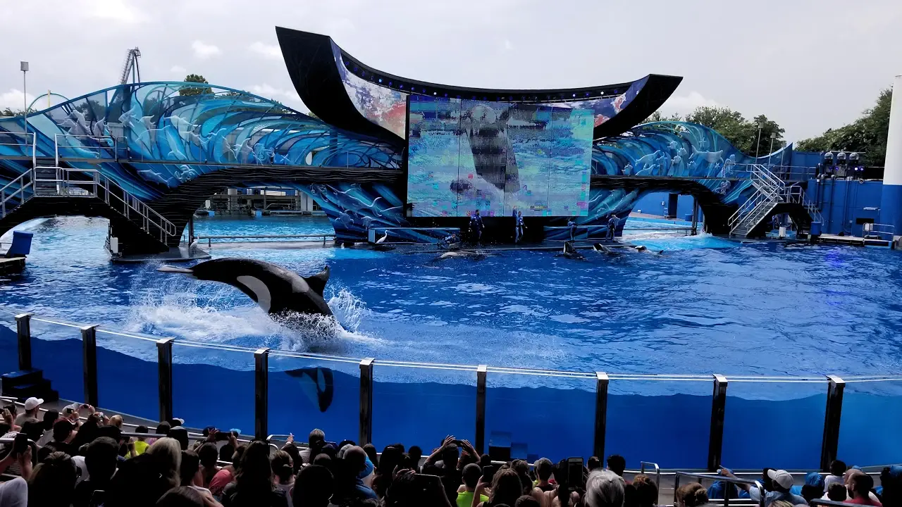 Killer Whale stadium
