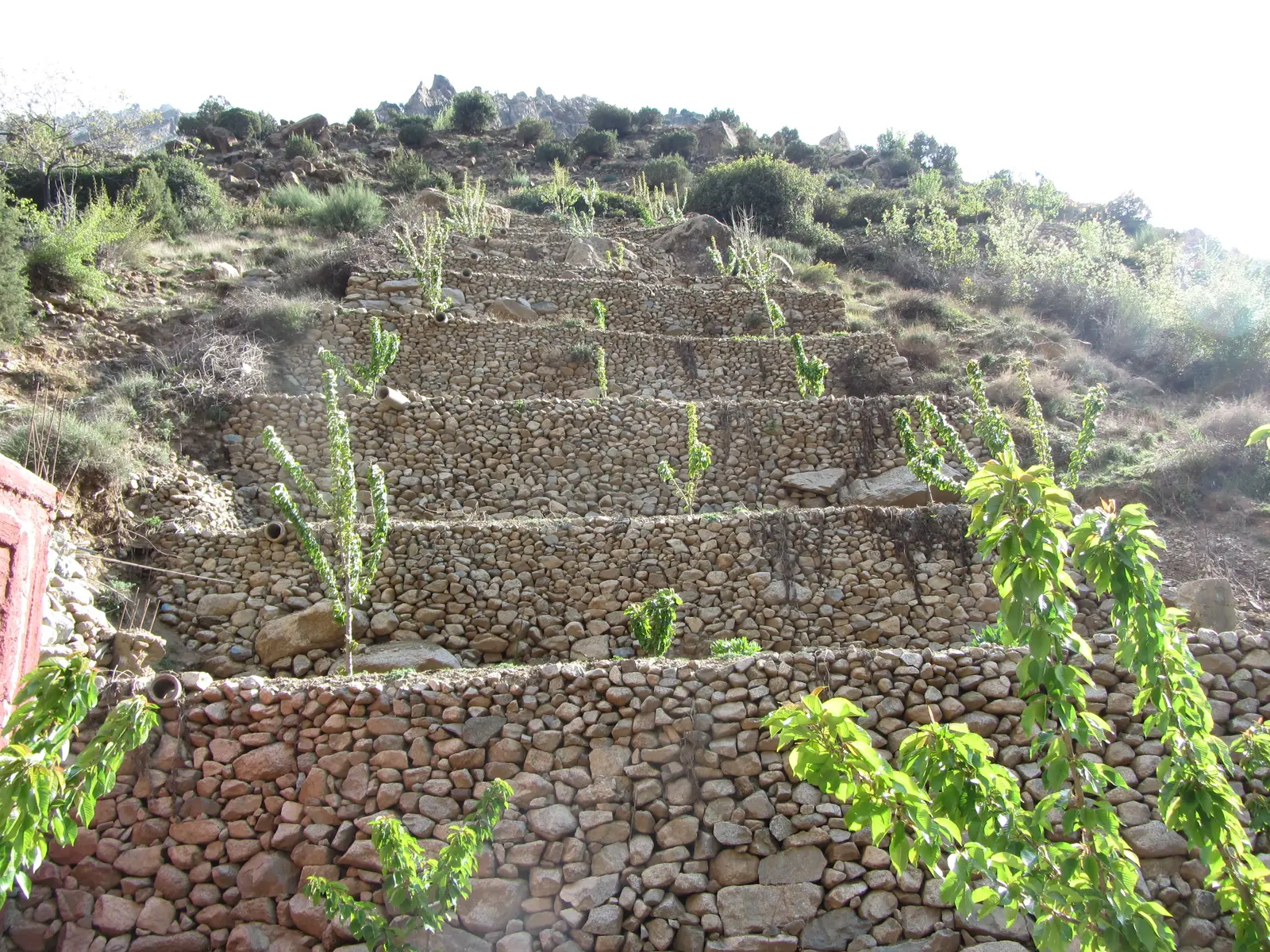An orchard terraced on the mountainside