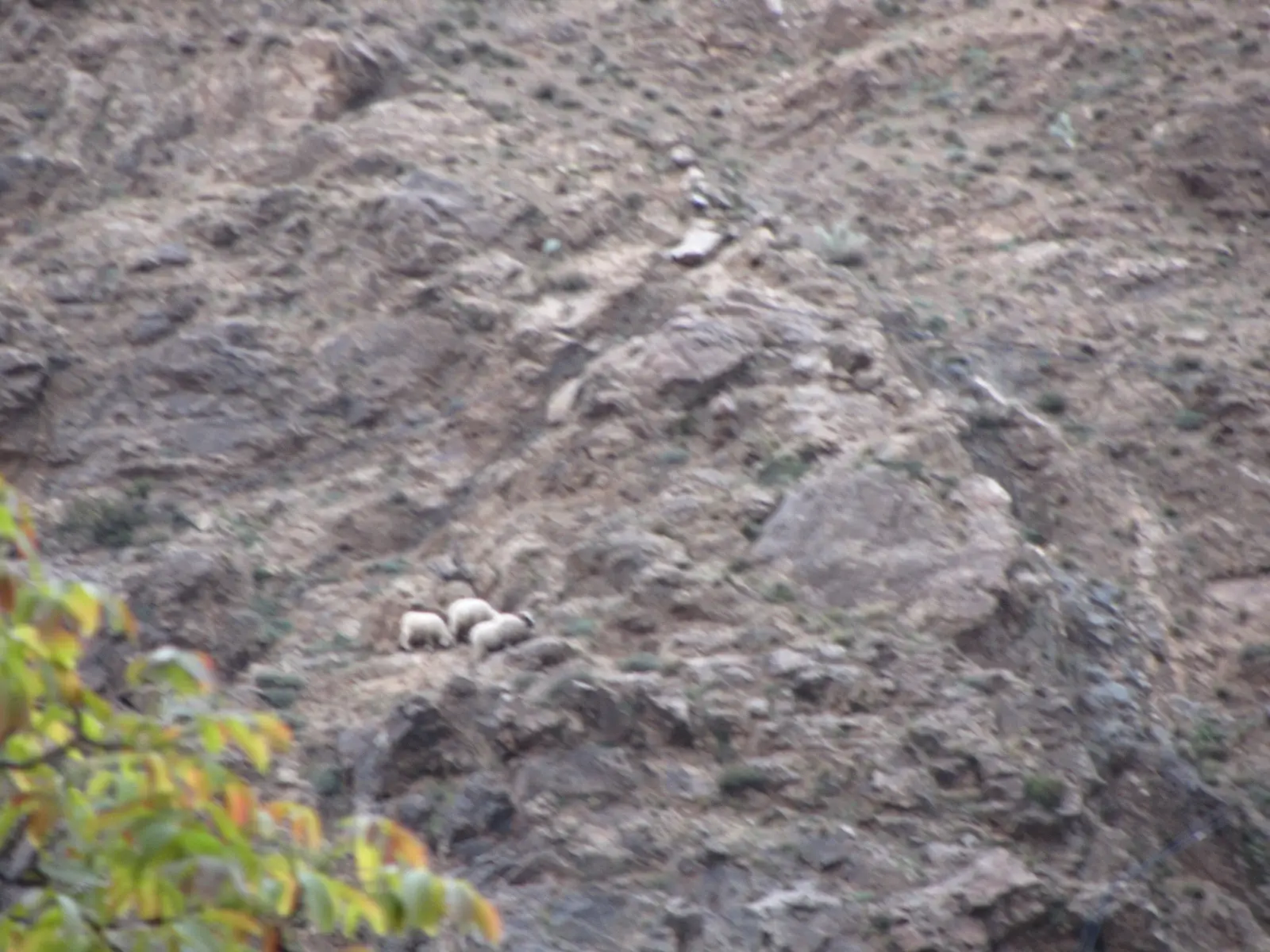 Sheep grazing on the steep slope of the mountain