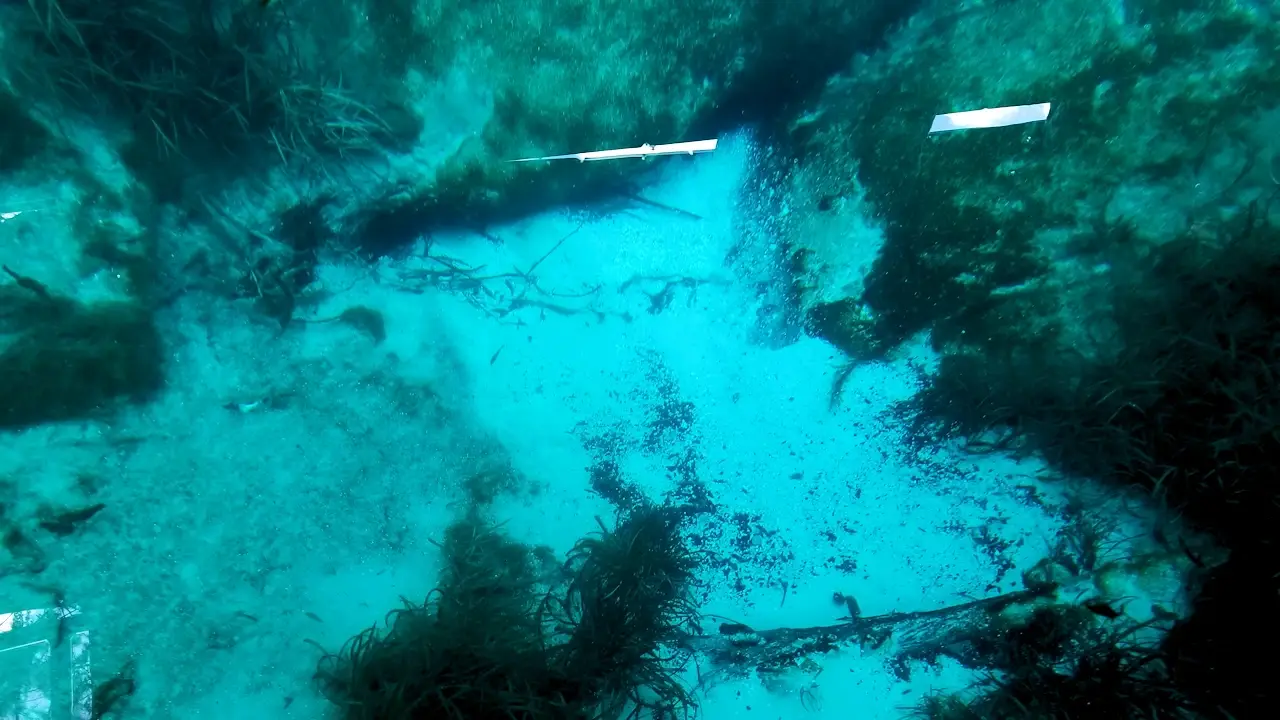 View of the spring from the bottom of the glass bottom boat