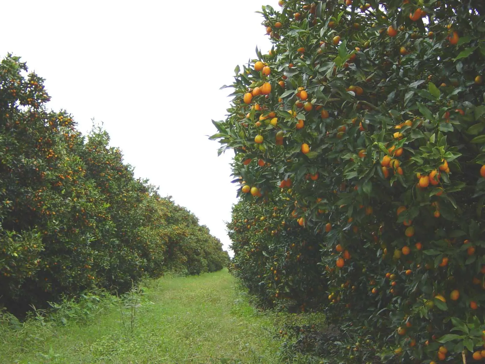 Kumquat grove