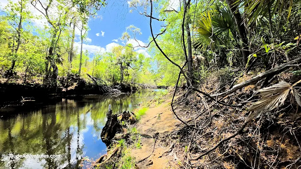 Steinhatchee River below the falls.