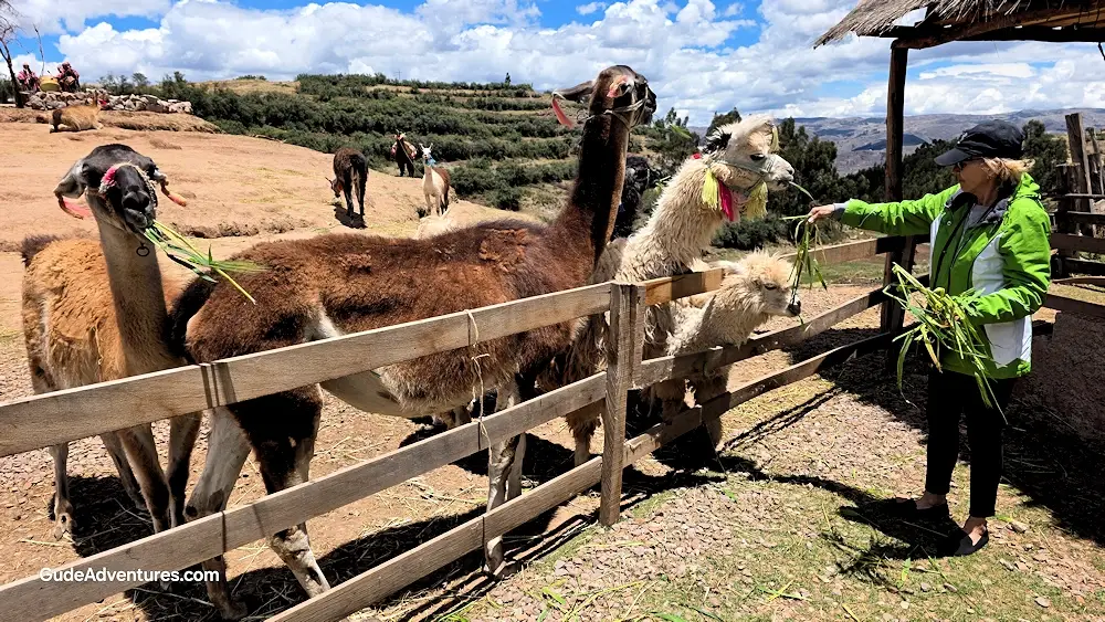 Feeding the different camels