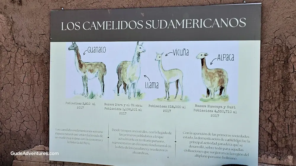 Types of South American camels: Guanaco, Llamas, Vicuna, and Alpaca