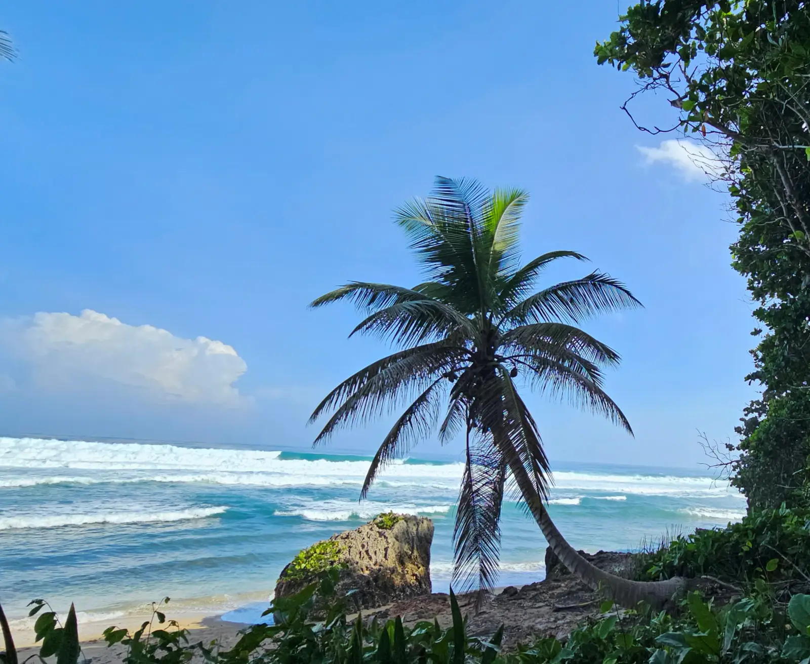 Palm tree on the beach at Survival Beach