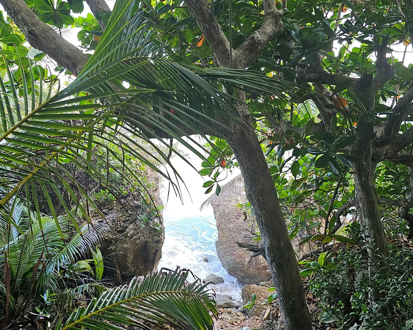 View from the cliff edge down to Survival Beach