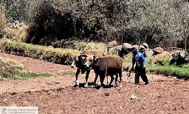 Farmer plowing his fields on the island
