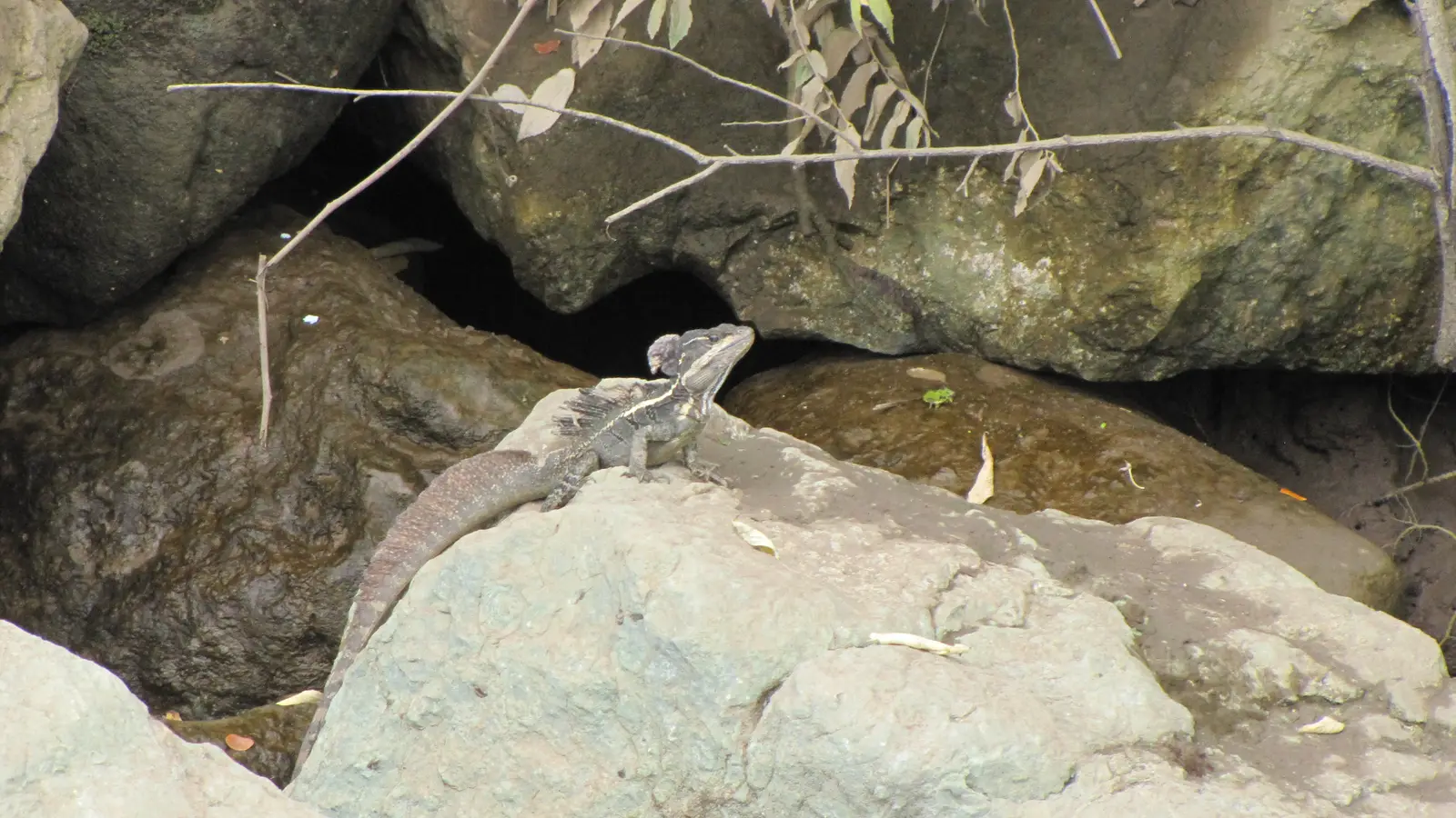 Iguana
