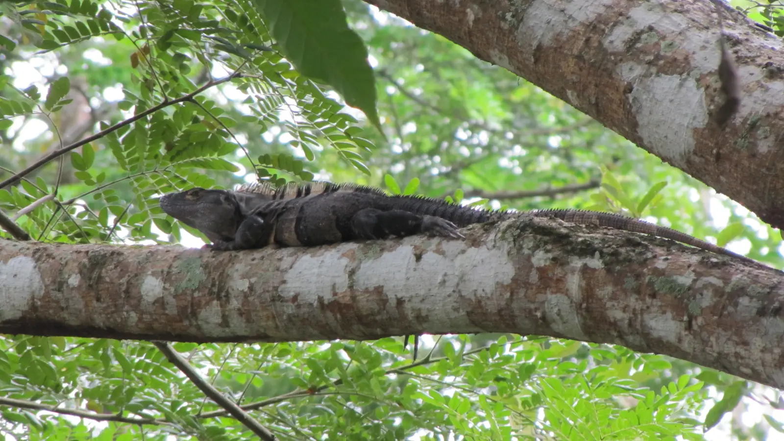 Iguana