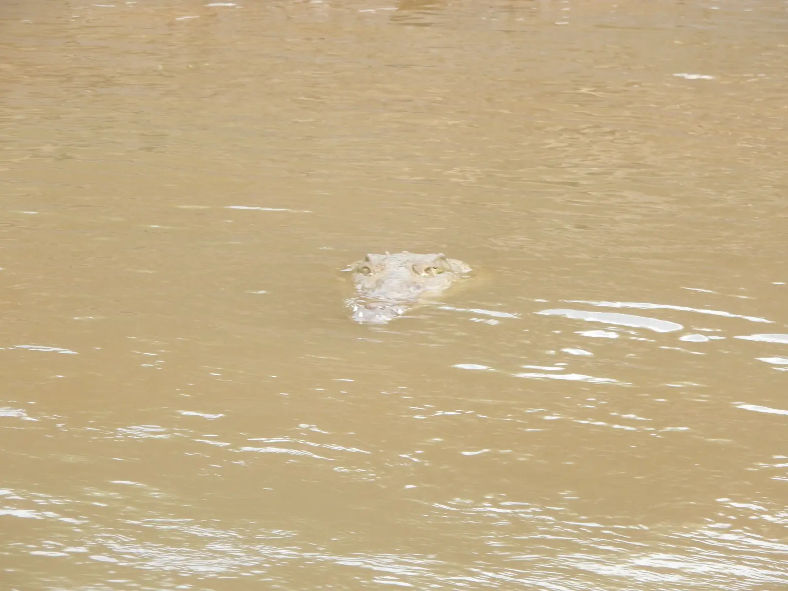 Crocodile