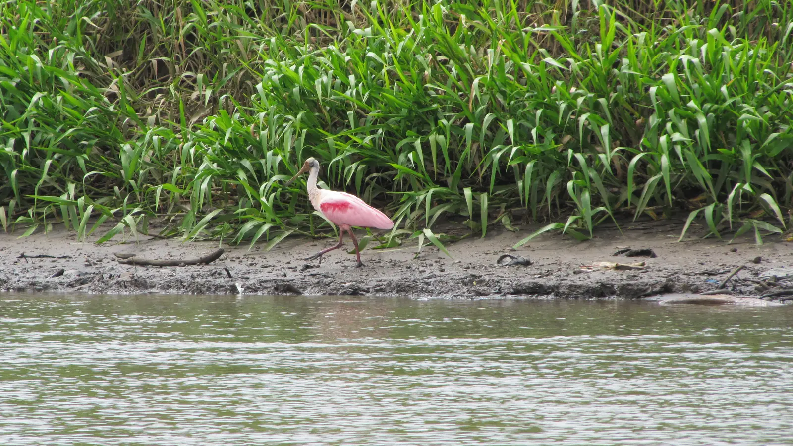 Rosette Spoonbill