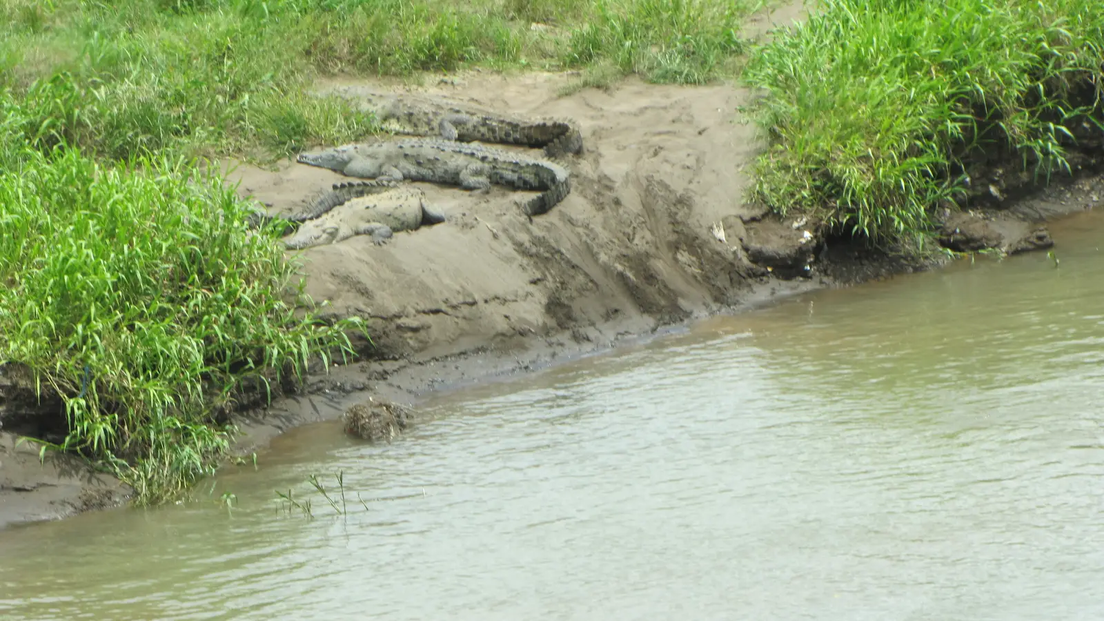 crocodile