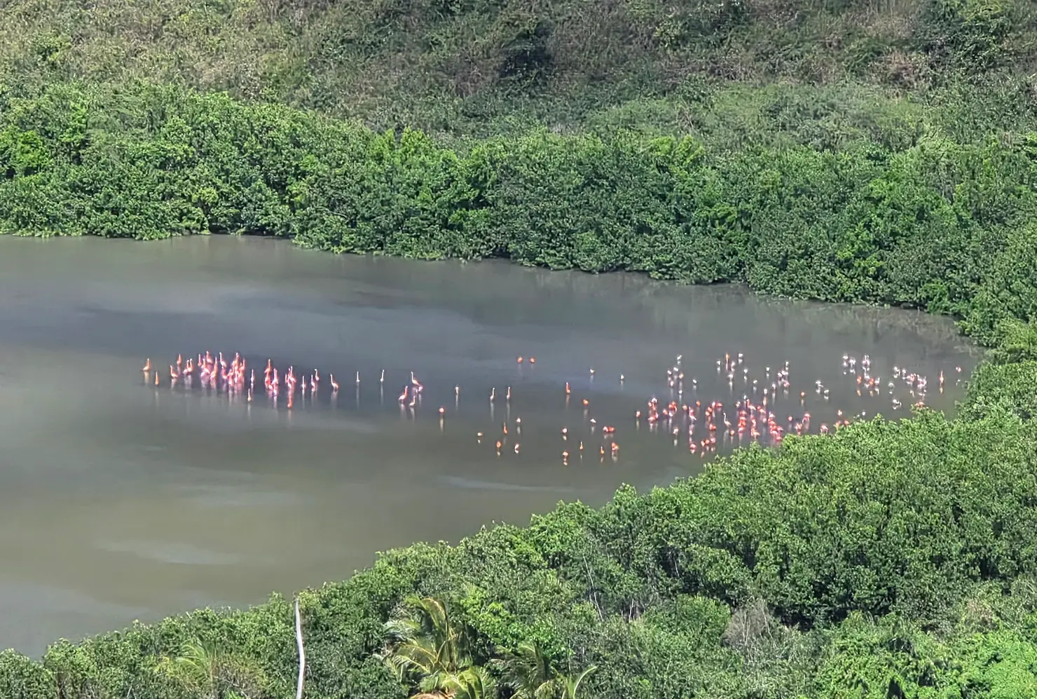 Flamingos in Josiah's Bay Pond