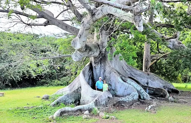 Ancient Ceiba tree