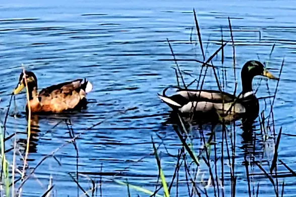 Mallard ducks on Flynn Lake