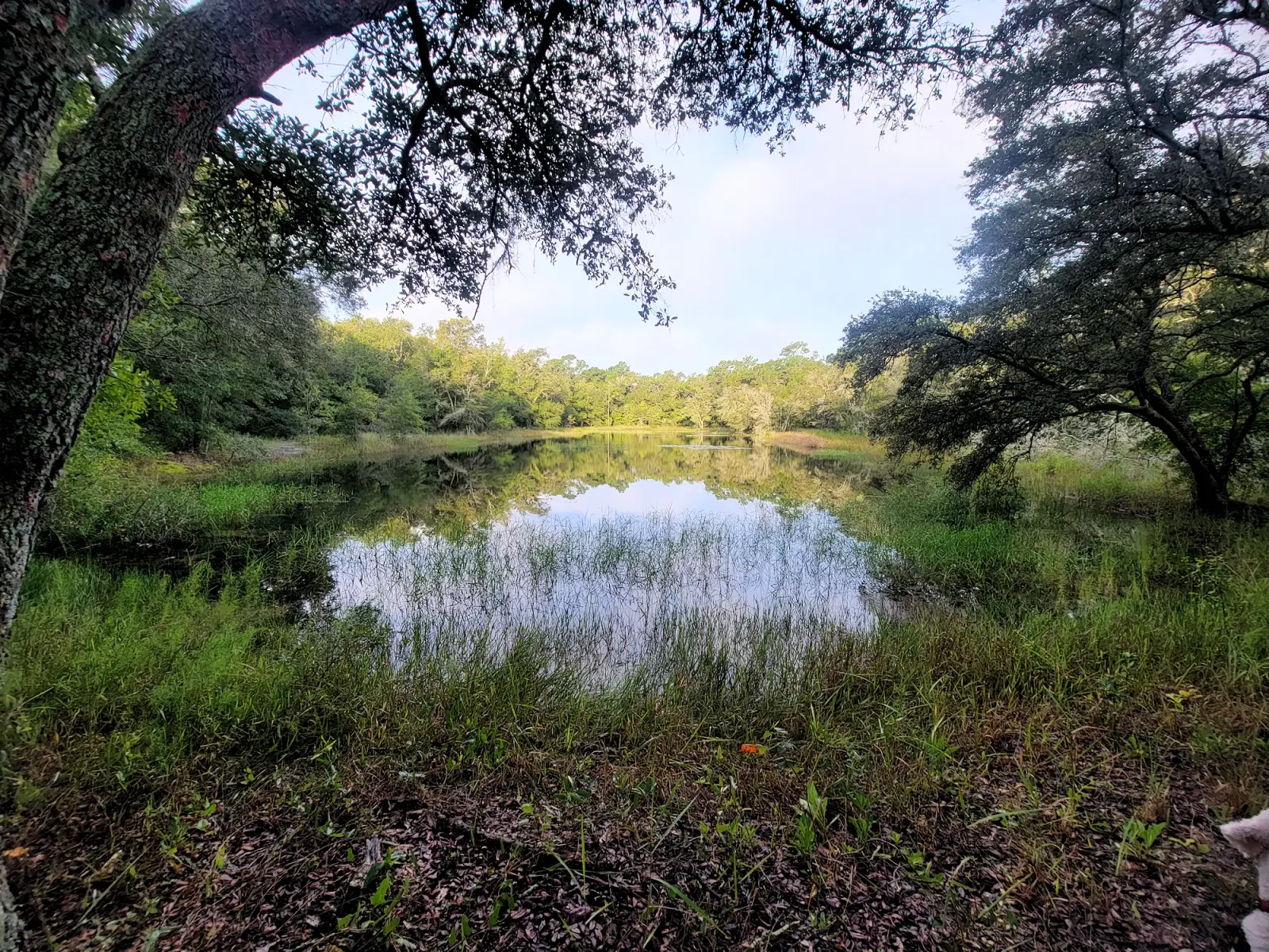 Pond in the Violet Cury Preserve